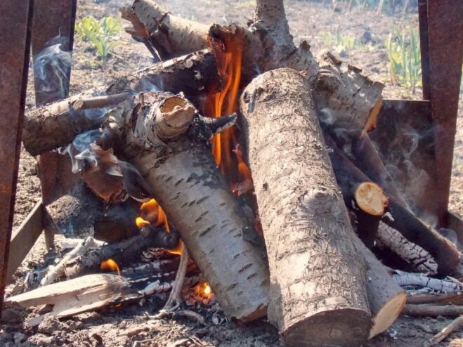 Choosing the Right Wood for Authentic Smoky Flavor A pile of chopped hardwood logs, ideal for making coals for grilling shashlik.
