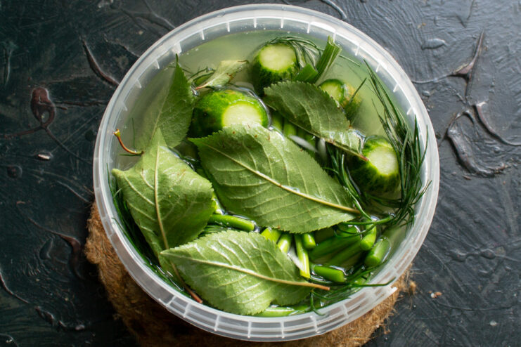 Adding Cherry Leaves for Extra Crunch Placing fresh cherry leaves on top of cucumbers in a pickling container.