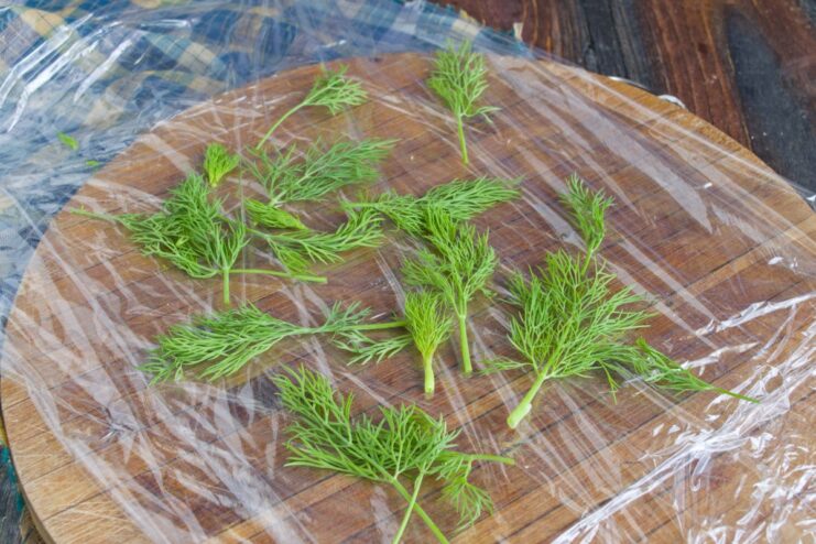 Preparing the Cling Film Base with Fresh Dill for the Roulade Fresh dill sprigs laid out on a multi-layered sheet of cling film on a cutting board.