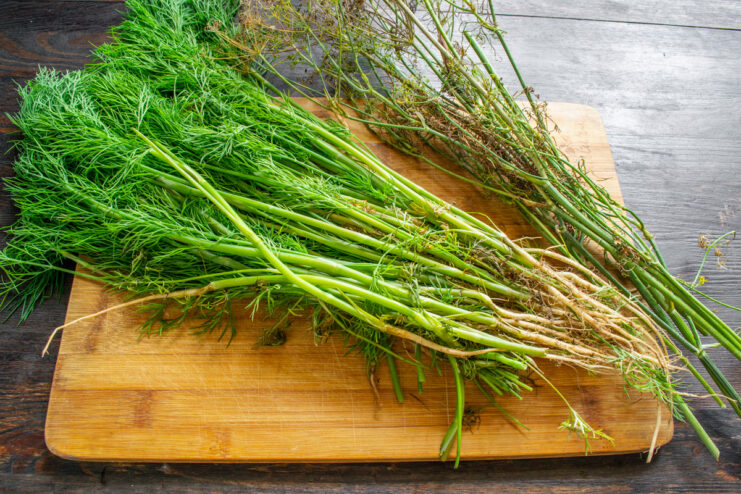 Selecting the best dill for drying: choose stems with leaves, not flowers Fresh dill stems with green fronds, selected for drying, without flower heads.