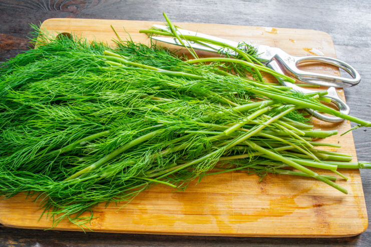 Properly drying washed dill on paper towels before chopping Washed fresh dill laid out on a white paper towel to dry.