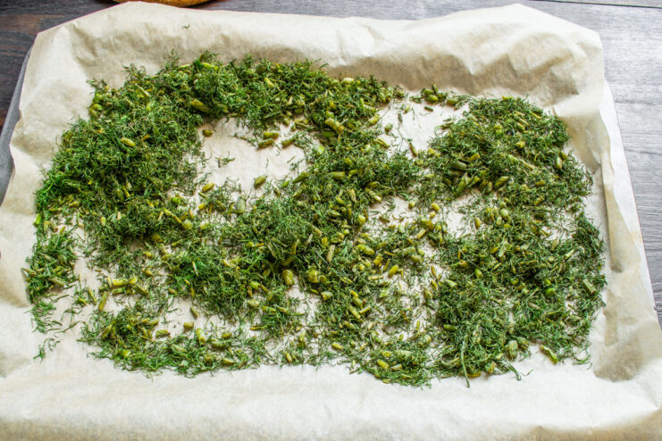 Drying dill in the oven at a low temperature A baking sheet with chopped dill inside an oven, being dried.
