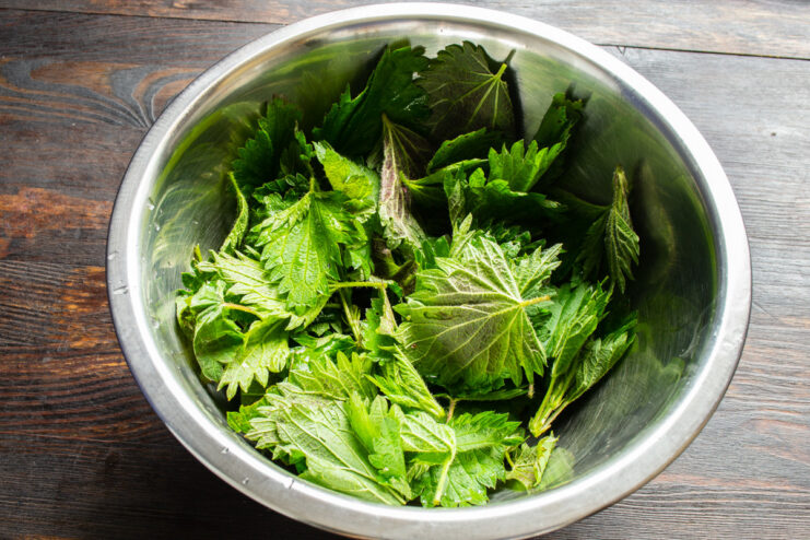 How to Forage for Nettles Safely for Your Salad A person wearing gloves is picking fresh young nettle leaves from a plant.