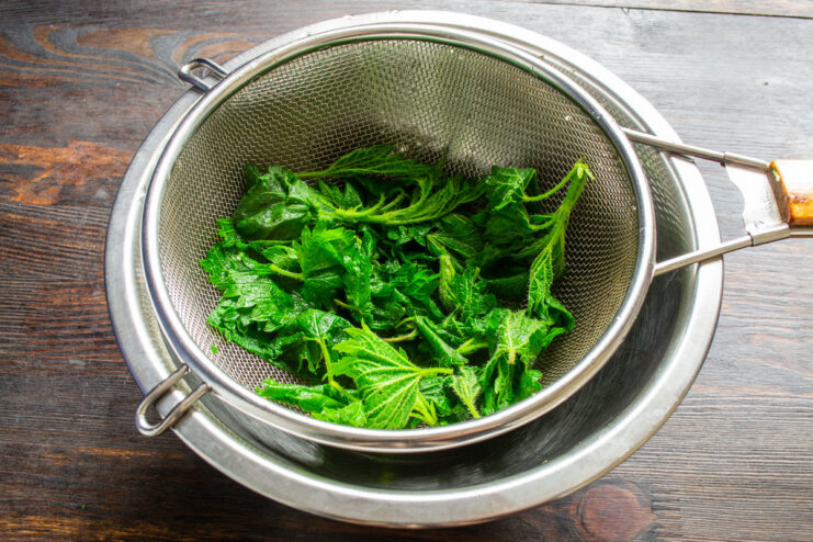 Preparing Nettles for a Salad: Squeezing Out Excess Water A hand squeezing a ball of blanched nettle greens to remove excess water.