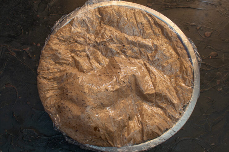 Letting the Dough Rise Until Doubled The rye sourdough after rising for several hours, visibly larger in the bowl.