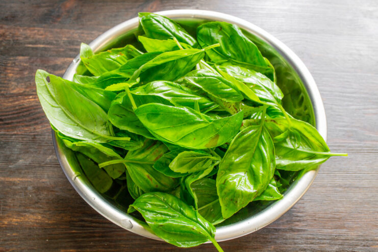 Preparing fresh basil for the pesto sauce A hand plucking fresh green leaves from a bunch of basil stems.