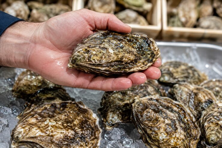 Checking An Oyster For Freshness Hand holding a heavy closed oyster shell over a bed of crushed ice