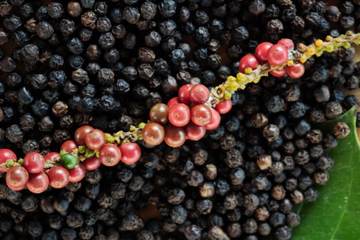 Ripe red peppercorns attached to a small branch, placed against a background of dried black peppercorns.
