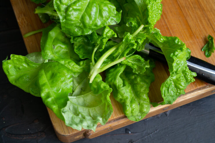 Fresh Basil for Pesto Large green basil leaves on a cutting board next to a knife