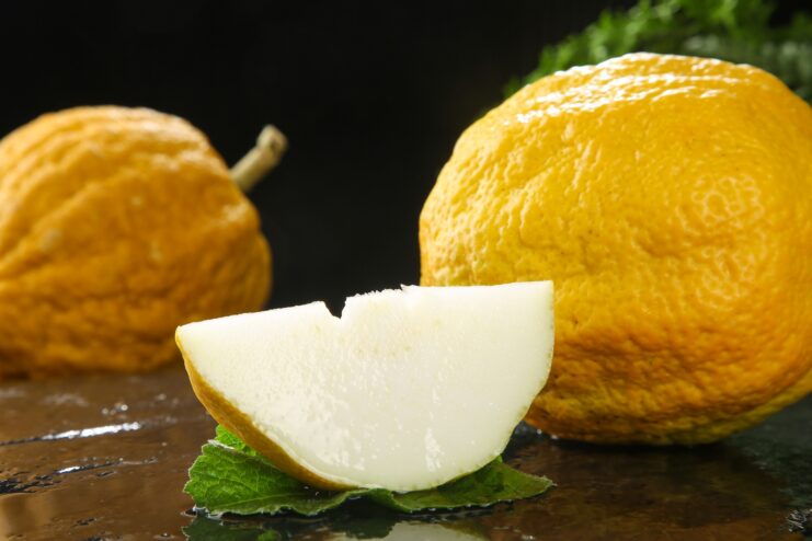 Whole Citron Fruit Large bumpy citron fruit next to a slice highlighting its thick white pith