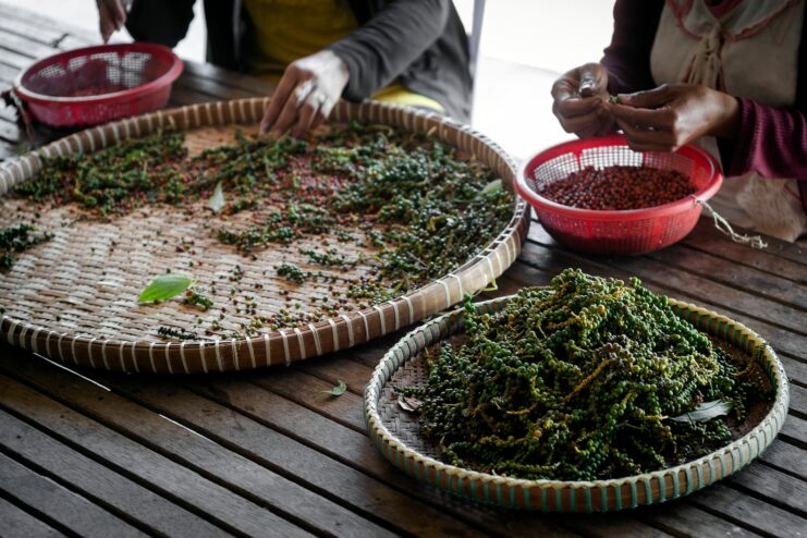 Workers sorting freshly harvested green pepper berries on large woven trays.