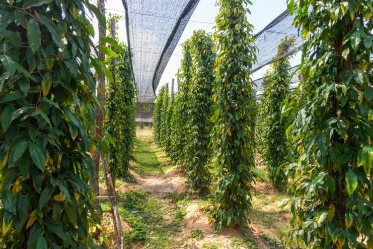 Rows of tall wooden supports wrapped in pepper vines growing under a protective shade net.