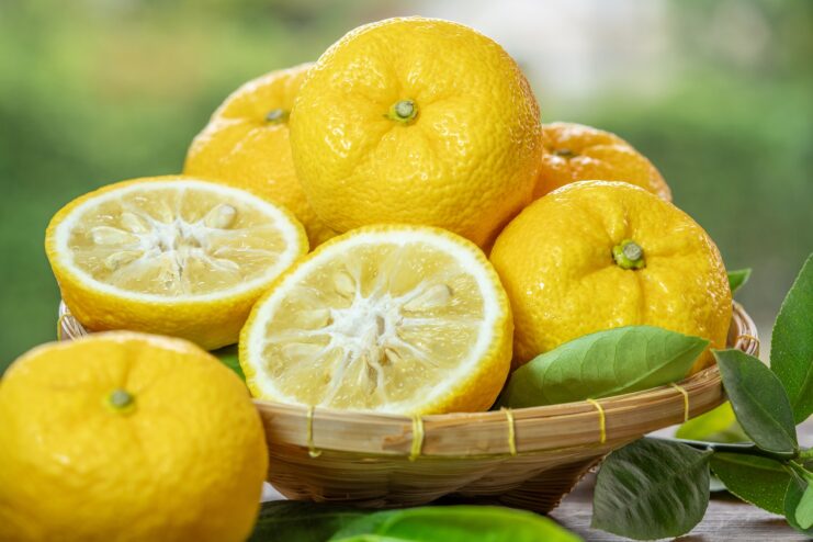 Japanese Yuzu Citrus Bumpy yellow yuzu fruits collected in a woven basket