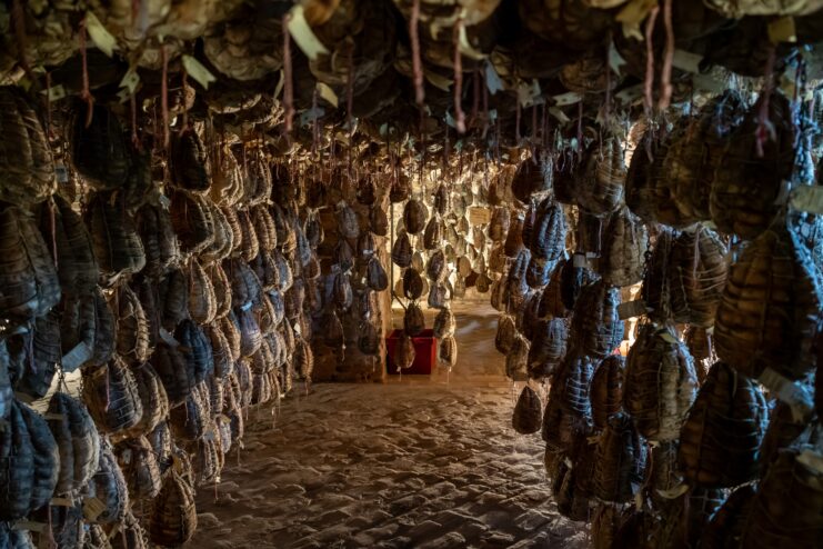Culatello aging in traditional cellars Culatello di Zibello hanging in traditional nets inside a humid aging cellar