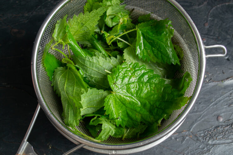 Preparing The Nettles Fresh young nettle leaves resting in a metal sieve
