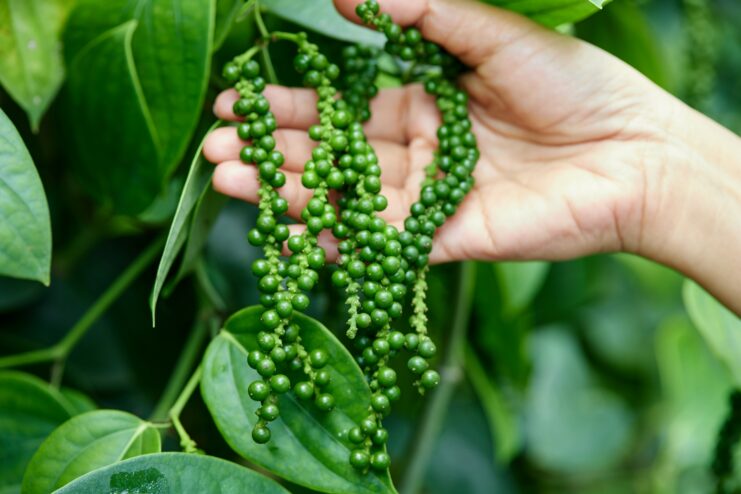 A hand holding fresh green peppercorn clusters against a background of lush vine leaves.