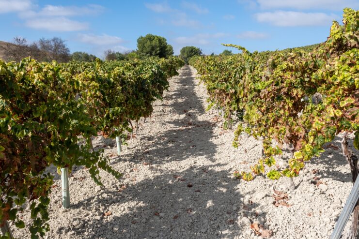 Rows of grapevines growing on bright white chalky soils in Andalusia