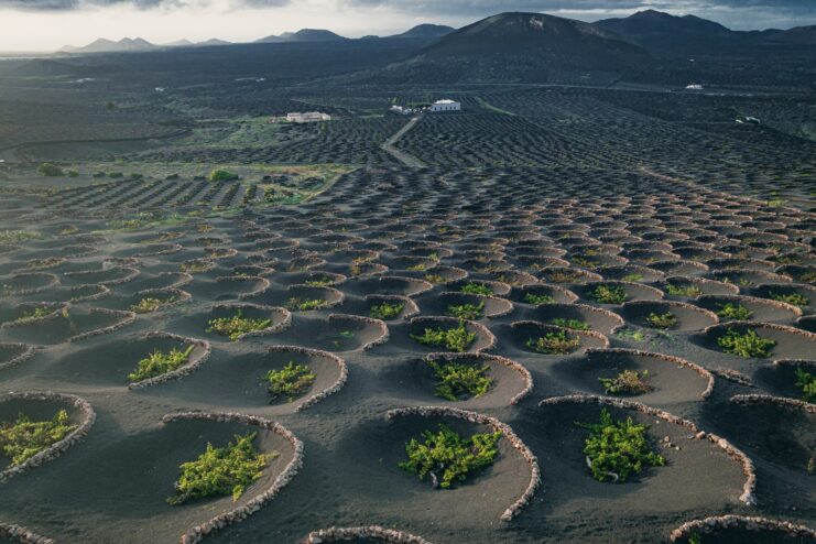 Grapevines planted inside dark volcanic ash craters surrounded by stone walls on Lanzarote