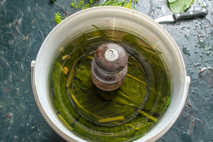 Weighing down the cucumbers A weighted plate pressing down cucumbers in a bucket for fermentation