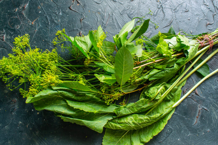 Aromatic herb bouquet for pickling Aromatic pickling spices including dill horseradish cherry and currant leaves