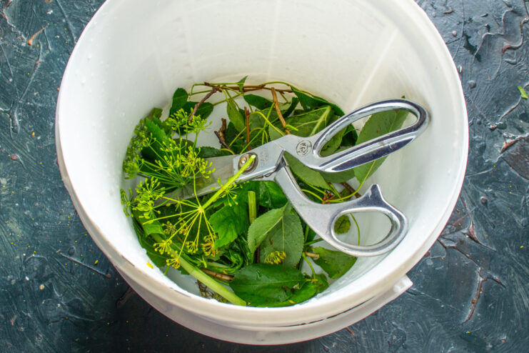 Chopping the fresh herbs Cutting fresh herbs with kitchen shears directly into a bucket