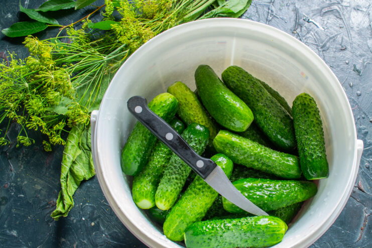 Packing cucumbers into the container Layering fresh cucumbers and chopped herbs in a pickling bucket