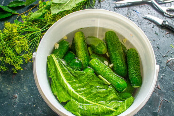 Pouring brine over cucumbers Cucumbers submerged in brine and covered with large horseradish leaves