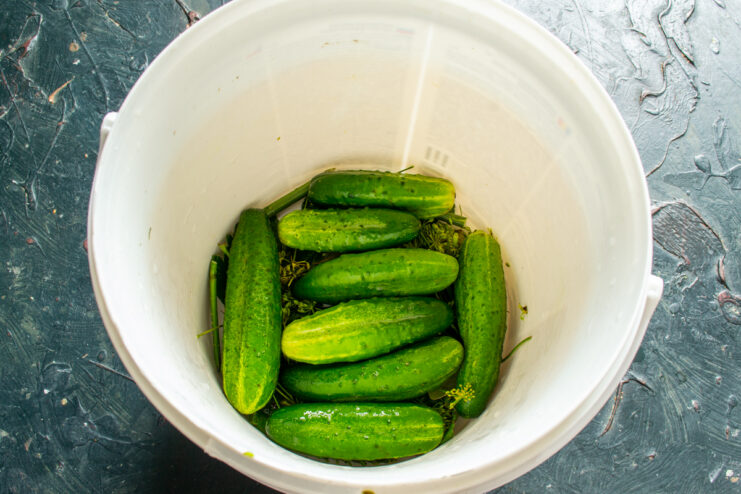 First layer of fresh cucumbers placed in a plastic bucket