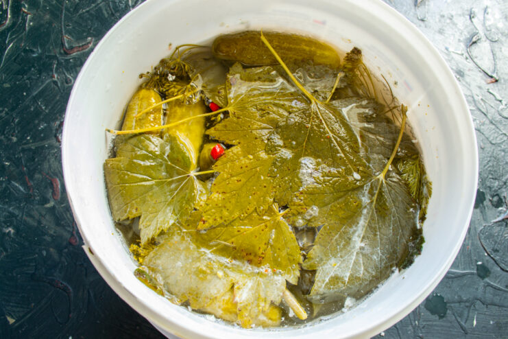 Cucumbers fermenting in a bucket covered with aromatic leaves