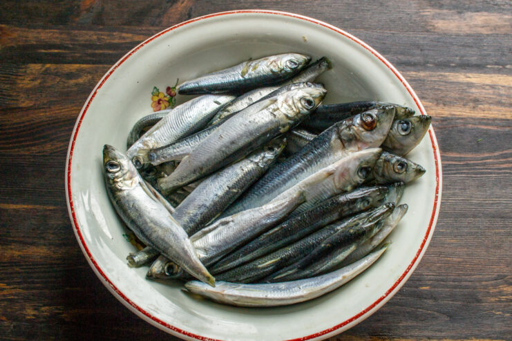 Thawing the fish Whole thawed Baltic herring resting in a bowl