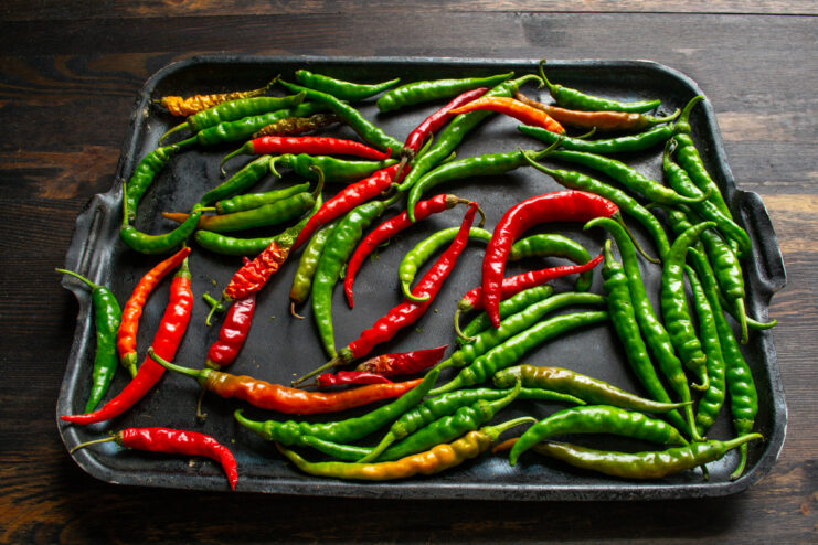Withering the peppers Colorful hot pepper pods arranged on a black baking sheet to wither.