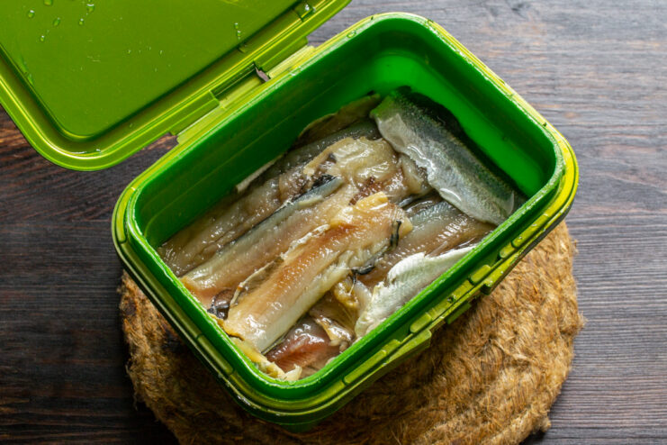 Curing the fish in brine Salted Baltic herring submerged in its own natural brine