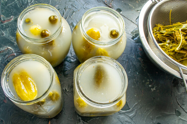 Glass jars filled with cucumbers and topped off with clear brine