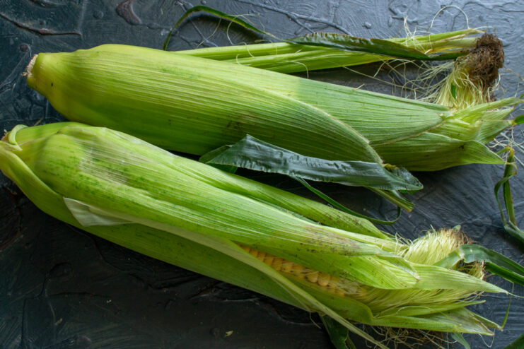 Choosing corn for the recipe Fresh young corn on the cob with bright green husks