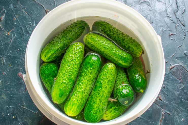 Preparing the cucumbers Fresh green cucumbers soaking in cold water in a white bucket
