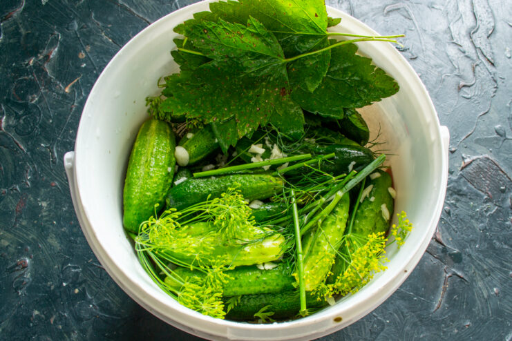 Bucket completely filled with cucumbers, dill, and green leaves