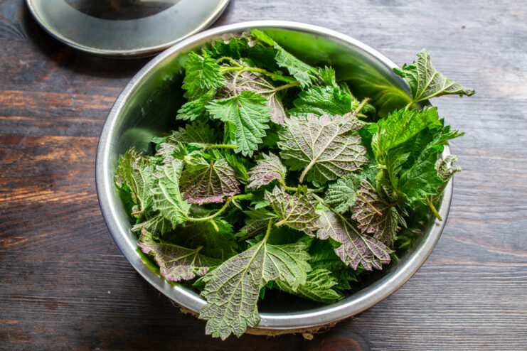 Nettle leaves Freshly foraged young nettle leaves in a bowl