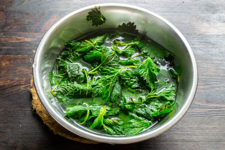 Blanching nettles Nettle leaves being soaked in boiling water in a deep bowl